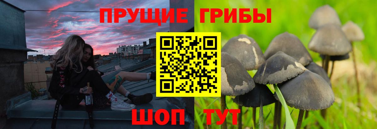 Псилоцибиновые грибы Psilocybine cubensis  Вход с VPN  Кострома 
